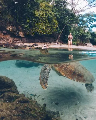 tortue plage martinique